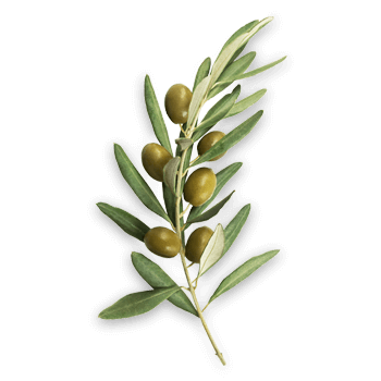 Extrakt z olivového listu